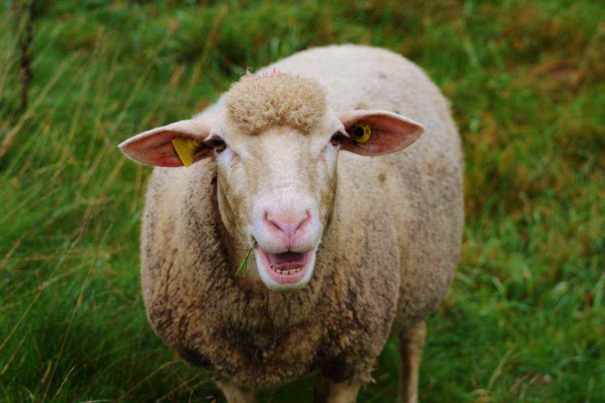 Circolare anti animali a scuola