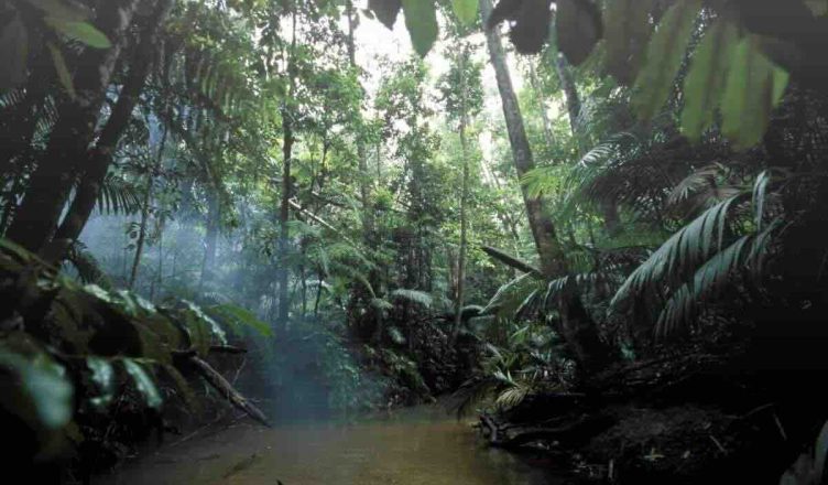 Foresta amazzonica leggenda