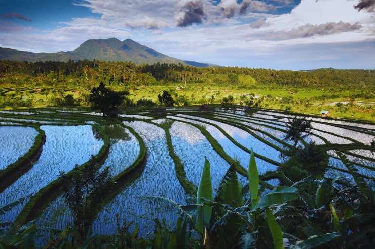 Subak tesoro unesco Bali